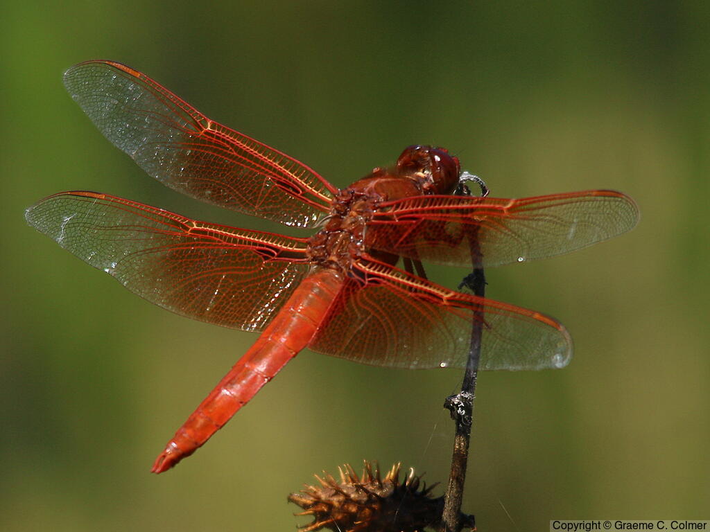 Flame Skimmer (Libellula saturata) - Adult male