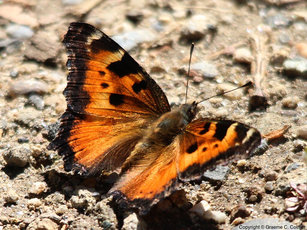 California Tortoiseshell (Nymphalis californica) - Adult