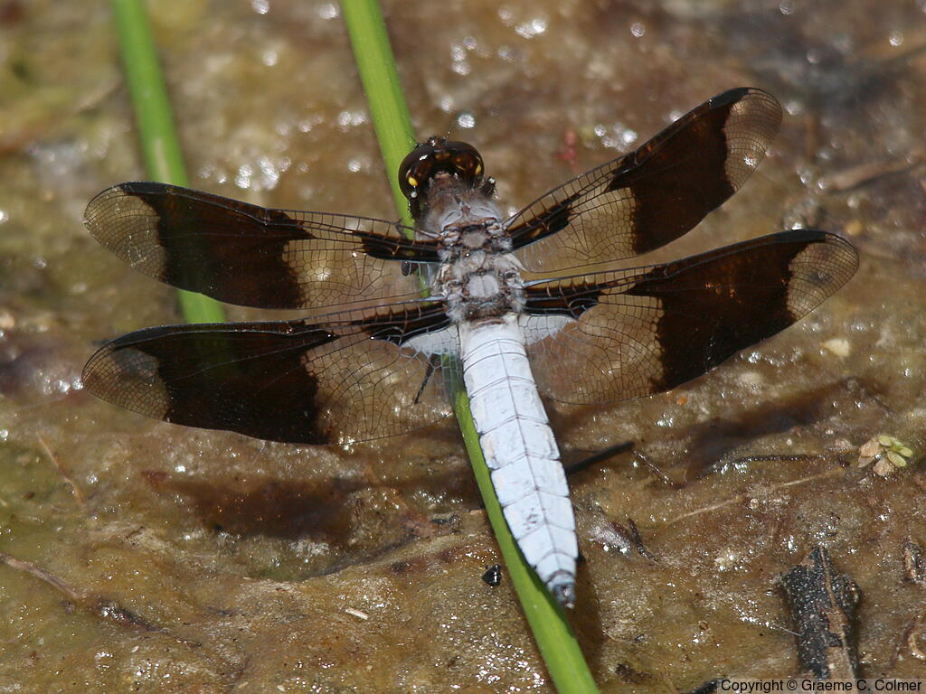 Common Whitetail (Plathemis lydia) - Adult male