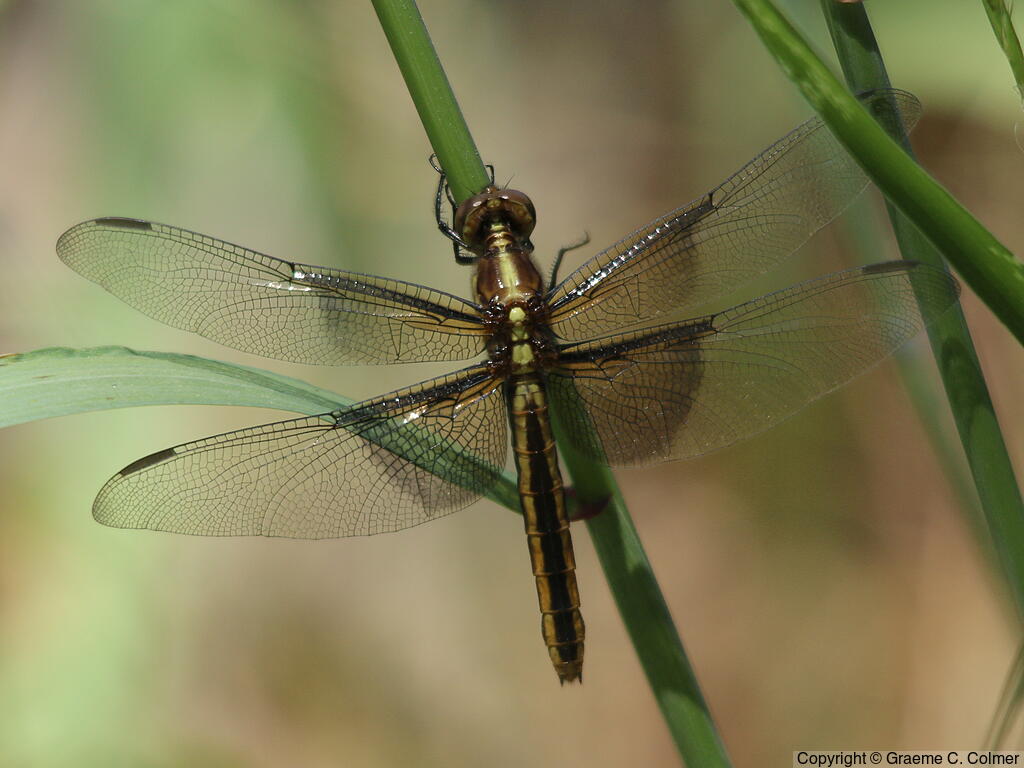 Widow Skimmer (Libellula luctuosa) - Adult female