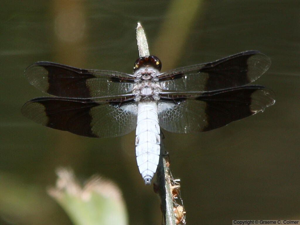Common Whitetail (Plathemis lydia) - Adult male