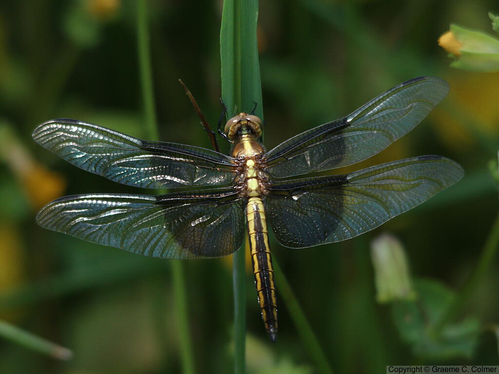 Widow Skimmer (Libellula luctuosa) - Adult female