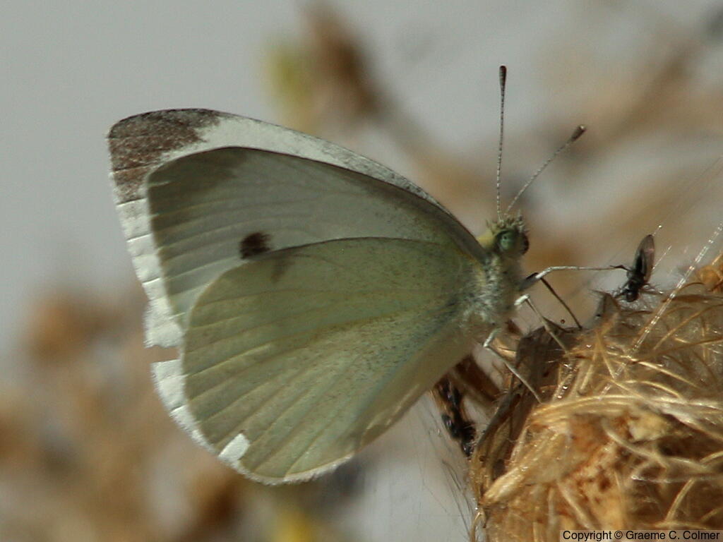 Cabbage White (Pieris rapae) - Adult