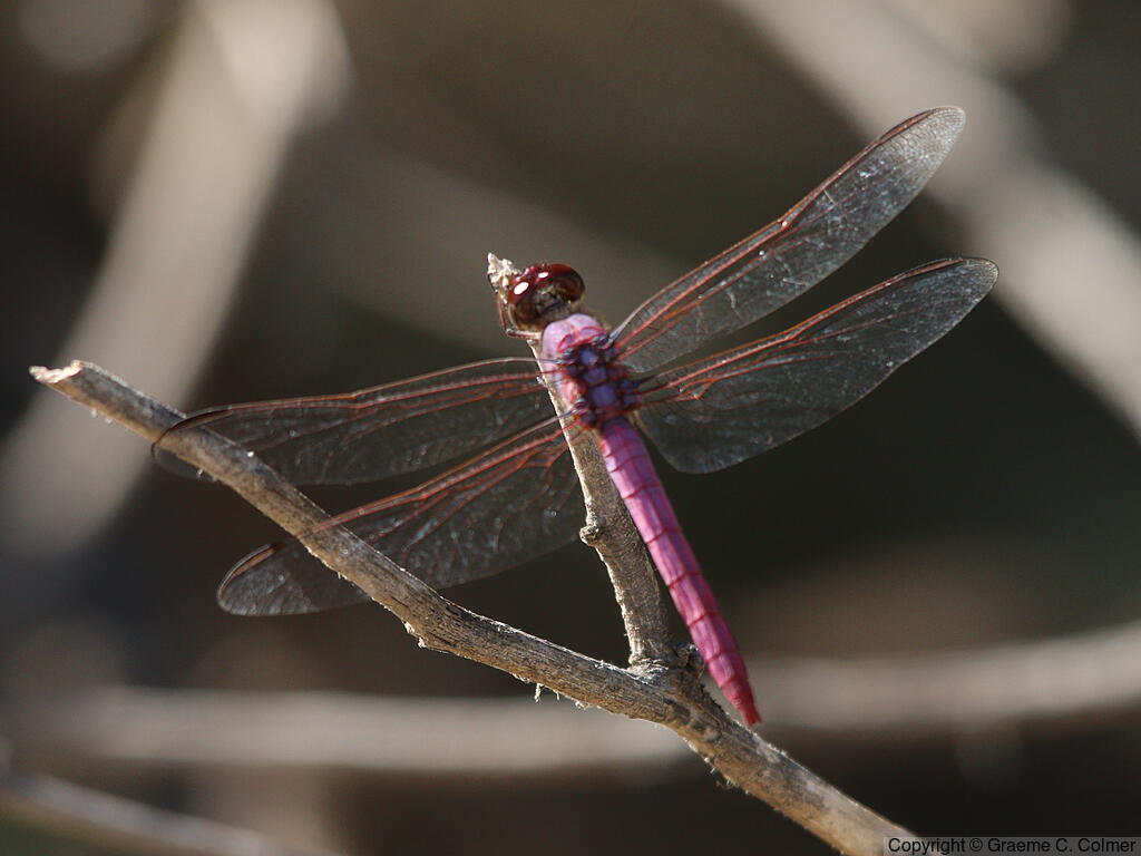 Roseate Skimmer (Orthemis ferruginea) - Adult male