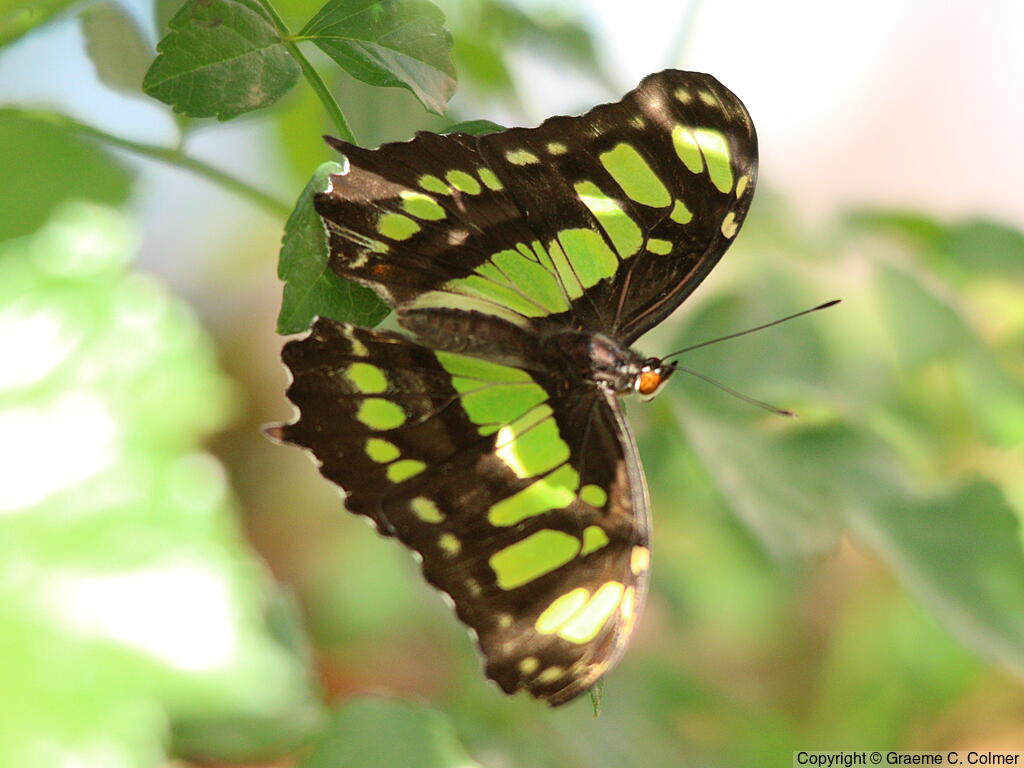 Malachite (Siproeta stelenes) - Adult