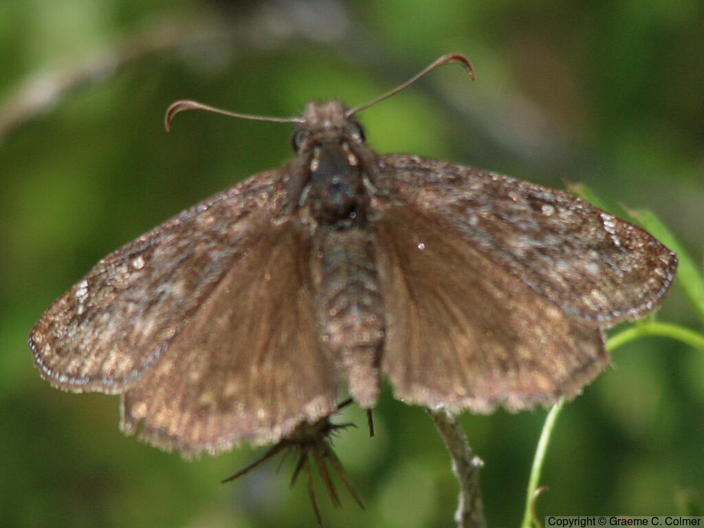 Persius Duskywing (Erynnis persius) - Adult
