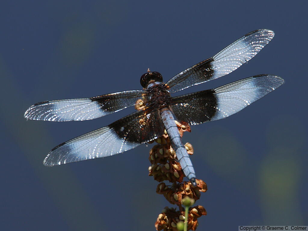Widow Skimmer (Libellula luctuosa) - Adult male