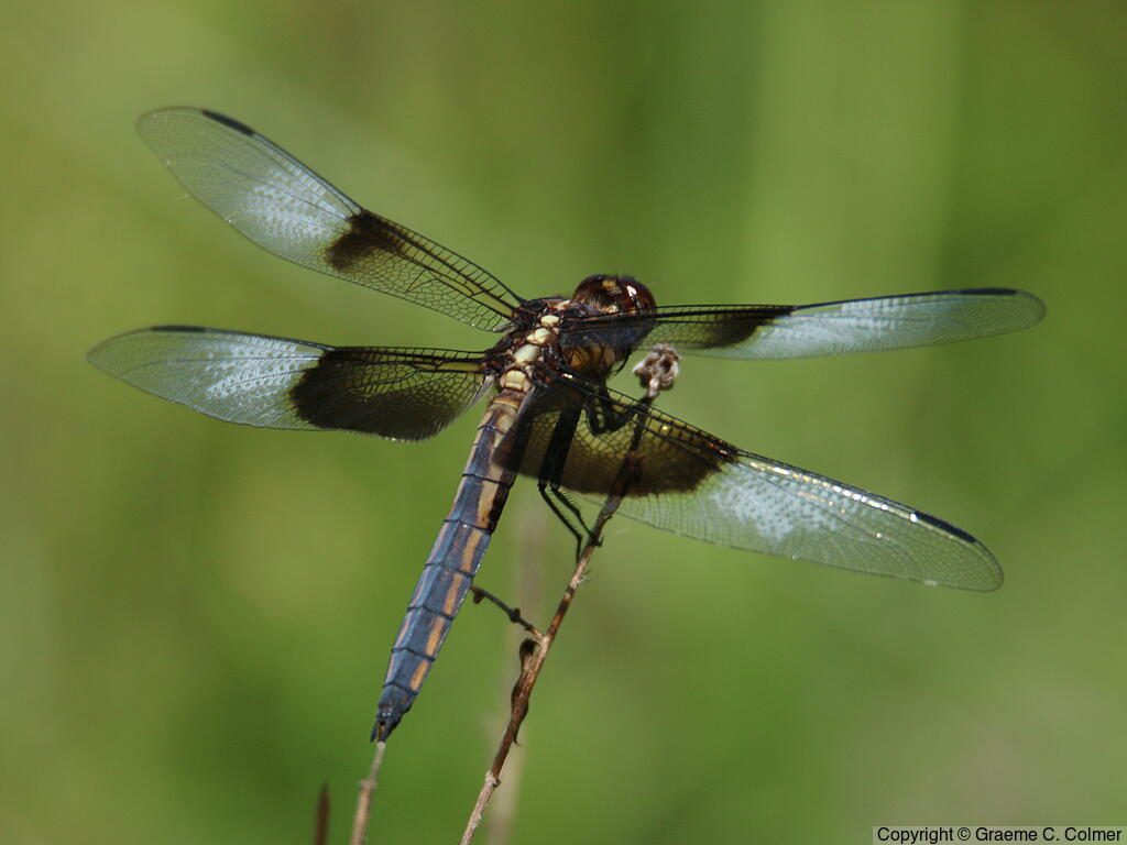 Widow Skimmer (Libellula luctuosa) - Adult male