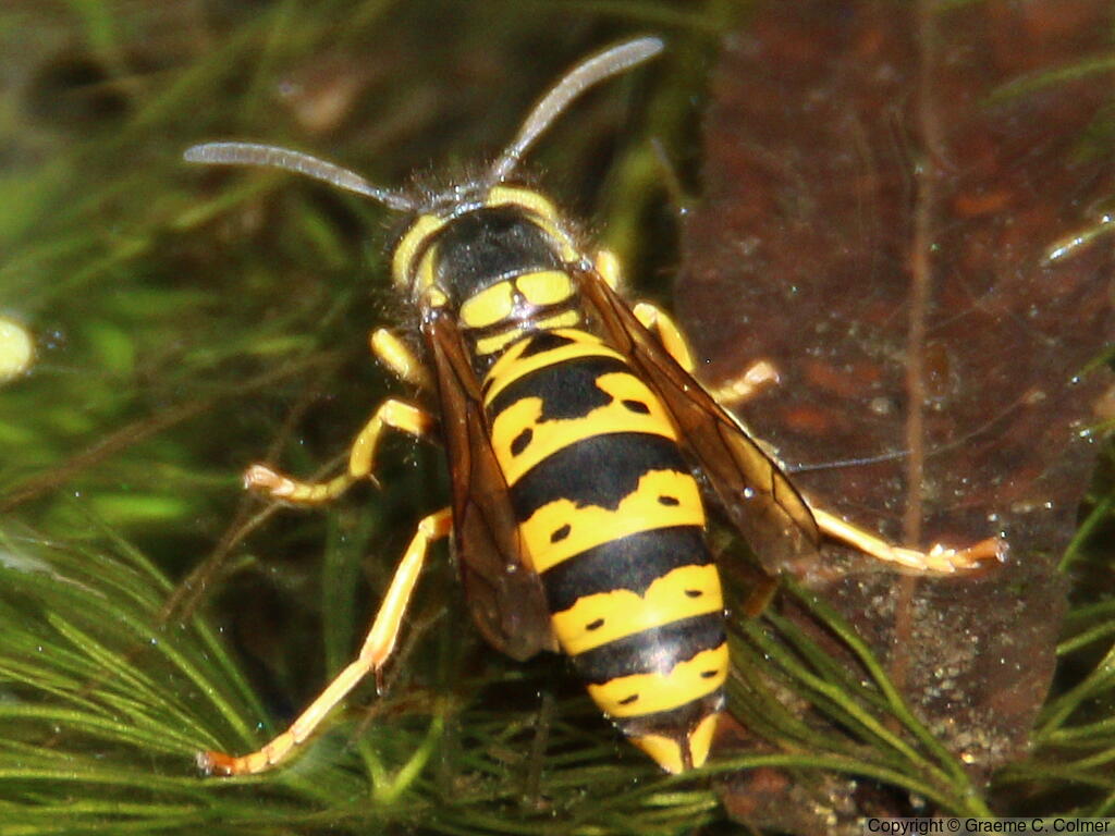 Western Yellowjacket (Vespula pensylvanica) - Adult