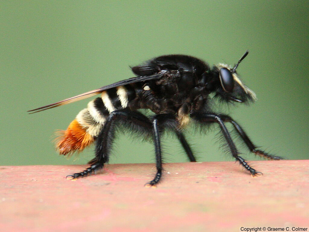 Robber Fly (Dasyllis haemorrhoa) - Adult