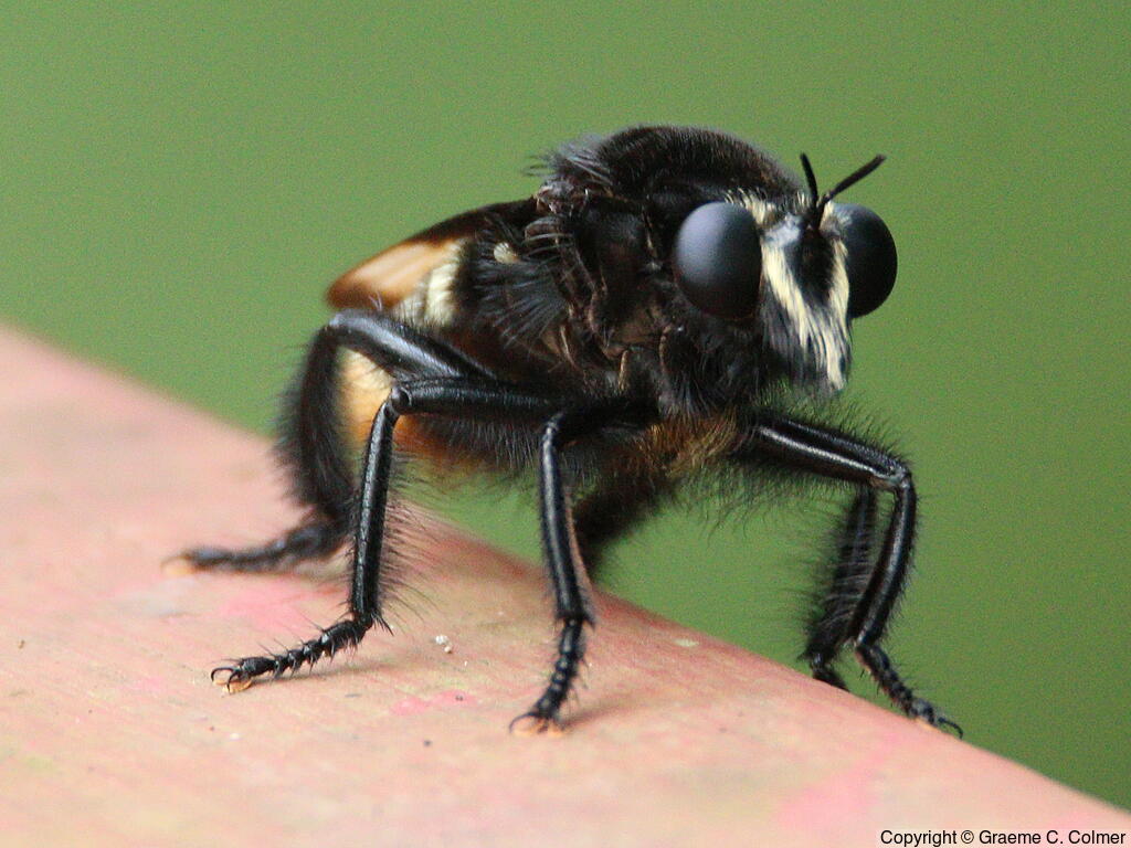 Robber Fly (Dasyllis haemorrhoa) - Adult