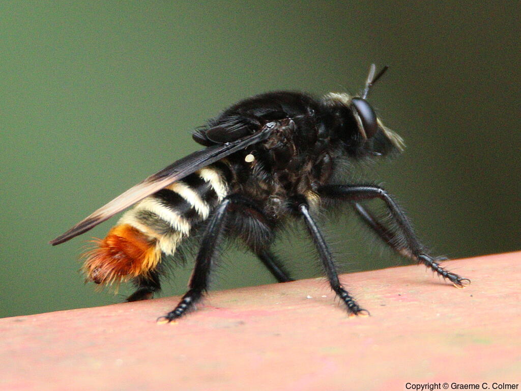 Robber Fly (Dasyllis haemorrhoa) - Adult