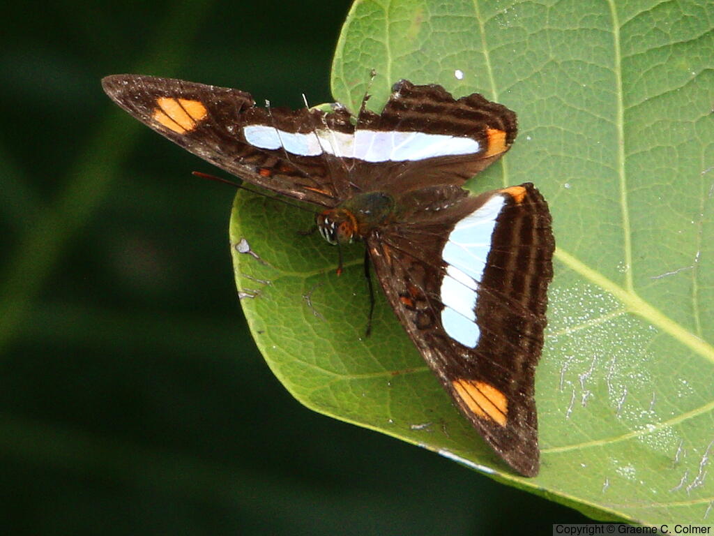 Iphiclus Sister (Adelpha iphiclus) - Adult