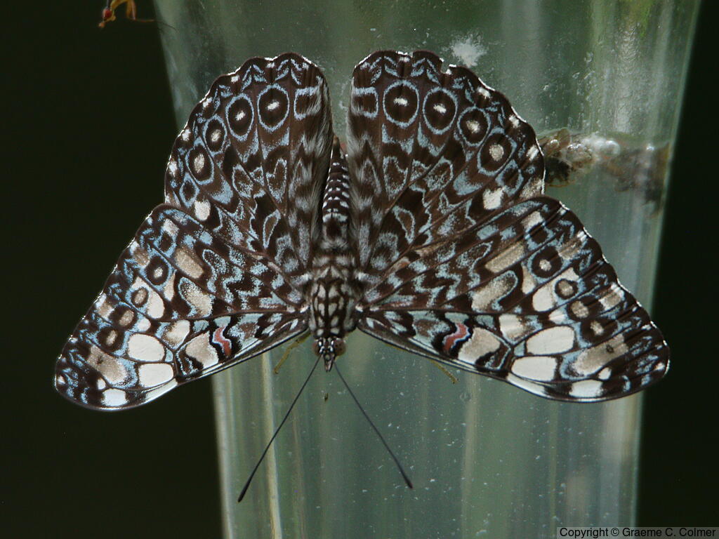 Variable Cracker (Hamadryas feronia) - Adult