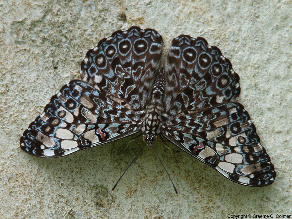Variable Cracker (Hamadryas feronia) - Adult