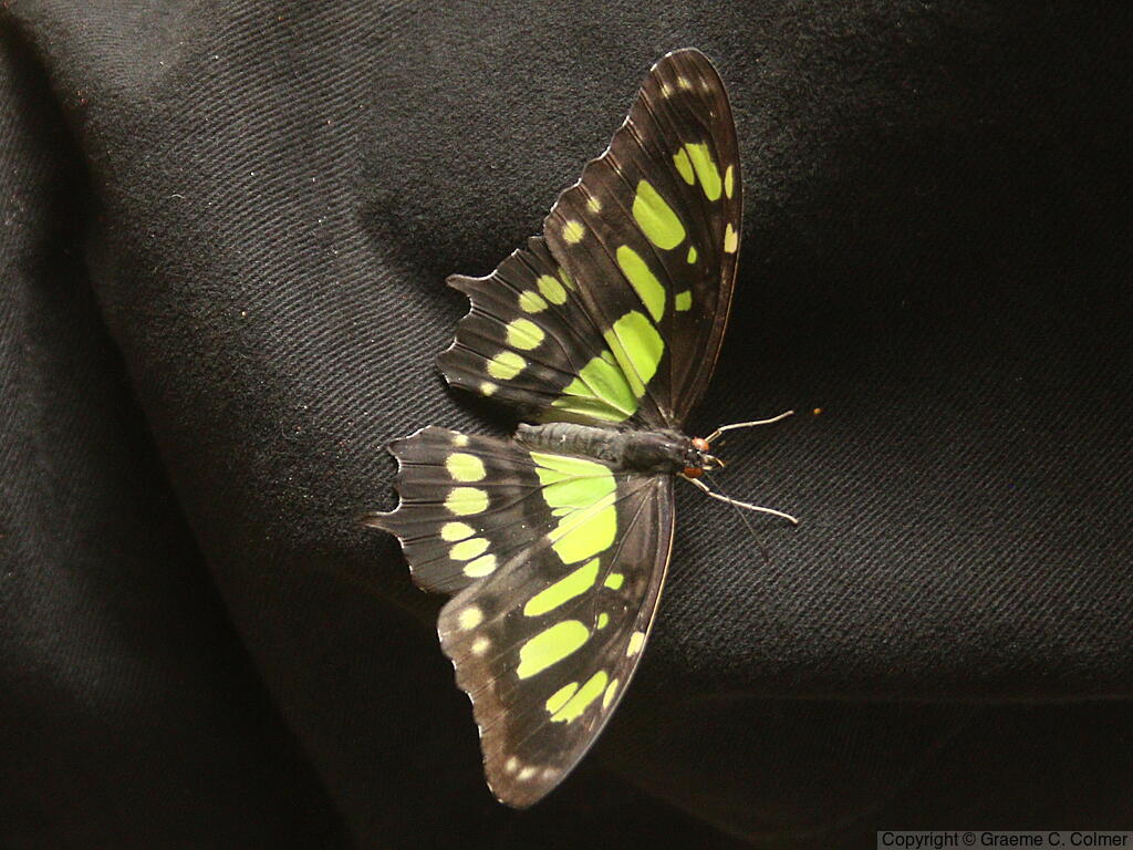 Malachite (Siproeta stelenes) - Adult