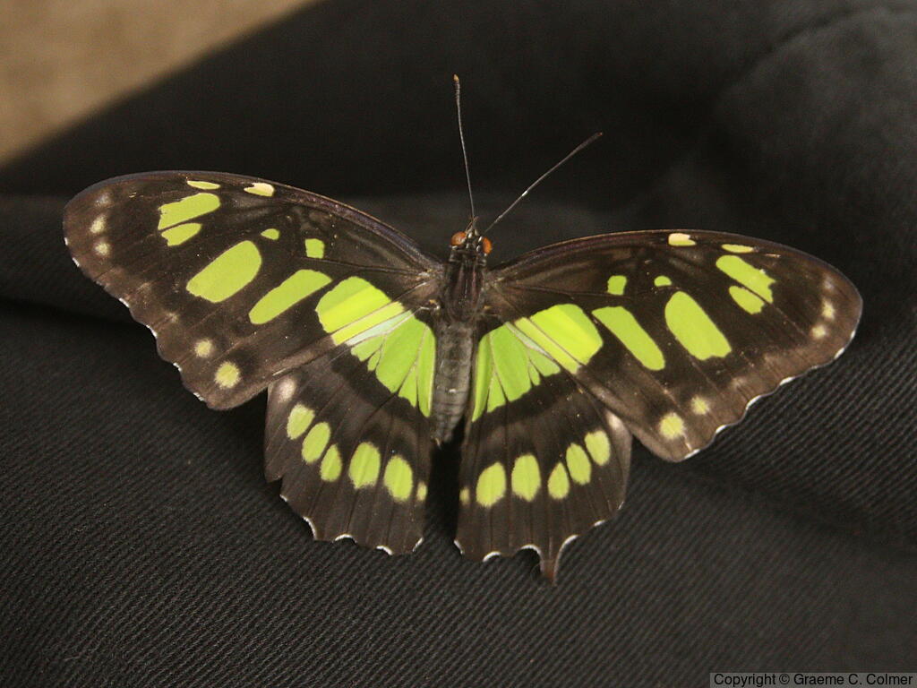 Malachite (Siproeta stelenes) - Adult