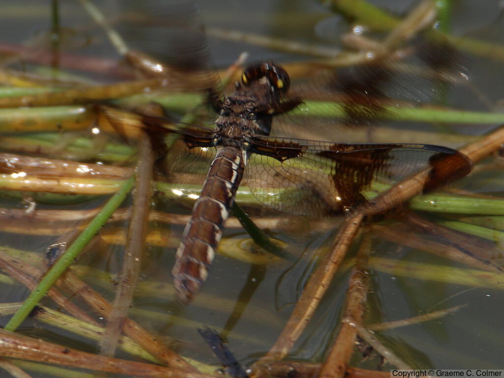 Common Whitetail (Plathemis lydia) - Adult female