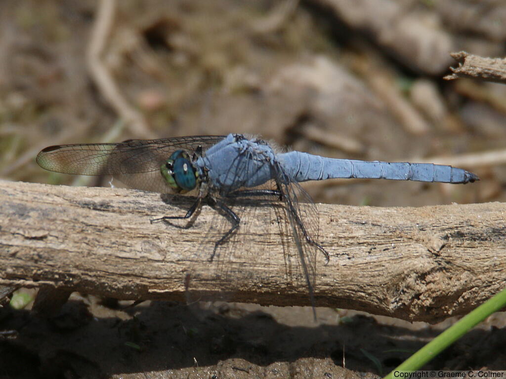 Western Pondhawk (Erythemis collocata) - Adult male