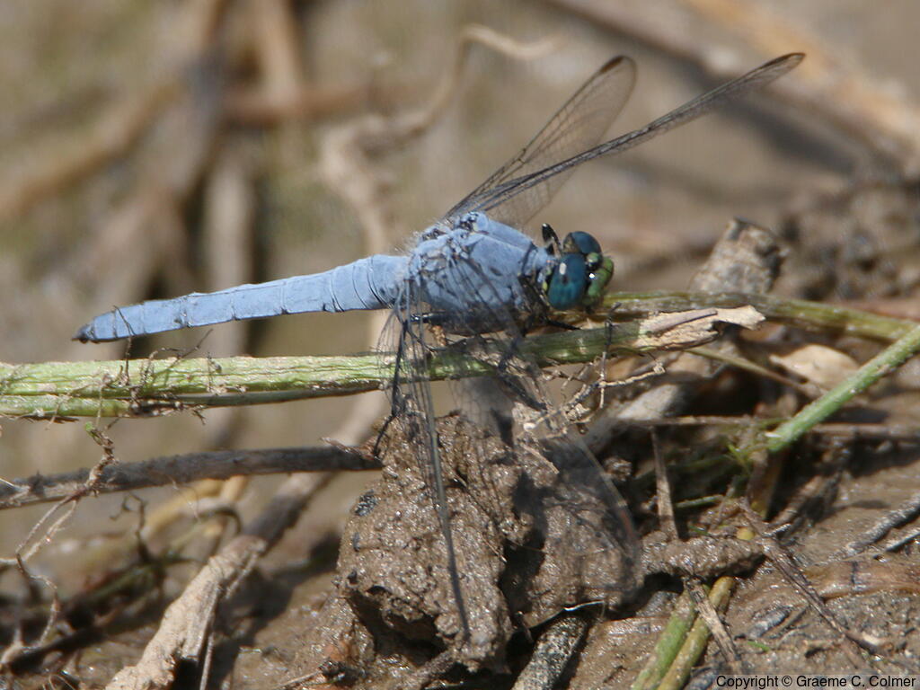 Western Pondhawk (Erythemis collocata) - Adult male