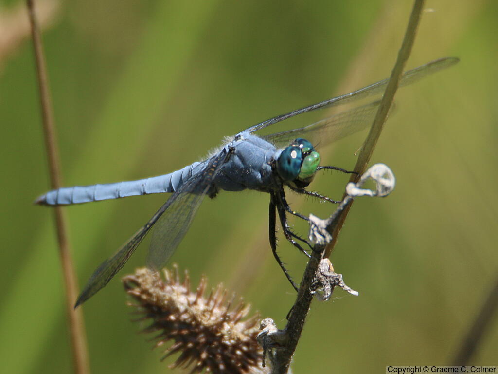 Western Pondhawk (Erythemis collocata) - Adult male