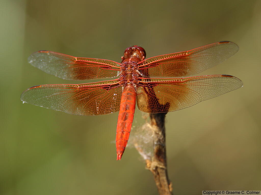 Flame Skimmer (Libellula saturata) - Adult male