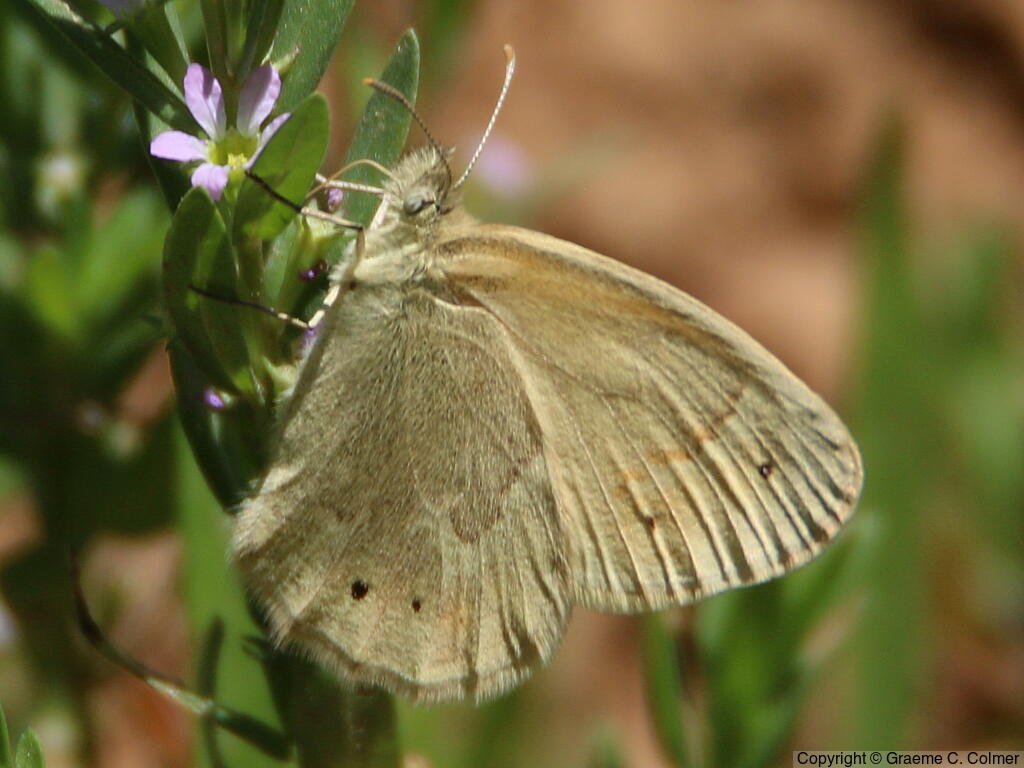 Common Ringlet (Coenonympha tullia) - Adult