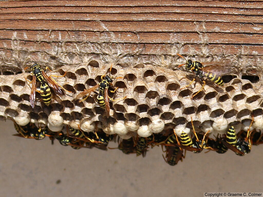 European Paper Wasp (Polistes dominula) - Nest