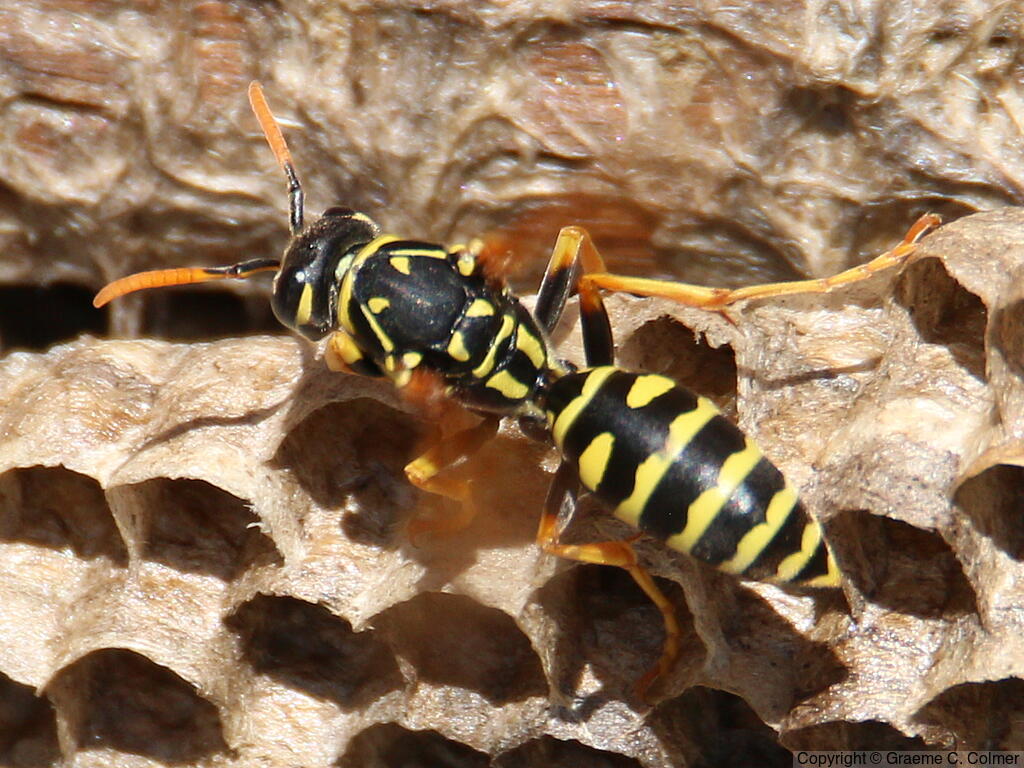European Paper Wasp (Polistes dominula) - Adult