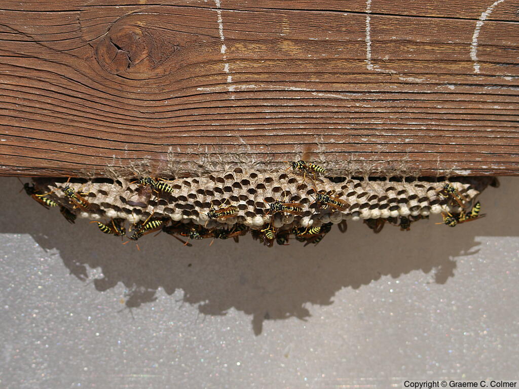 European Paper Wasp (Polistes dominula) - Nest