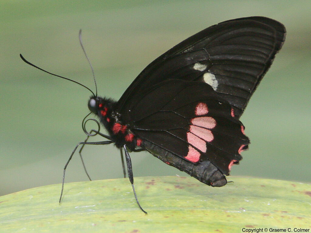 Parides eurimedes - Adult
