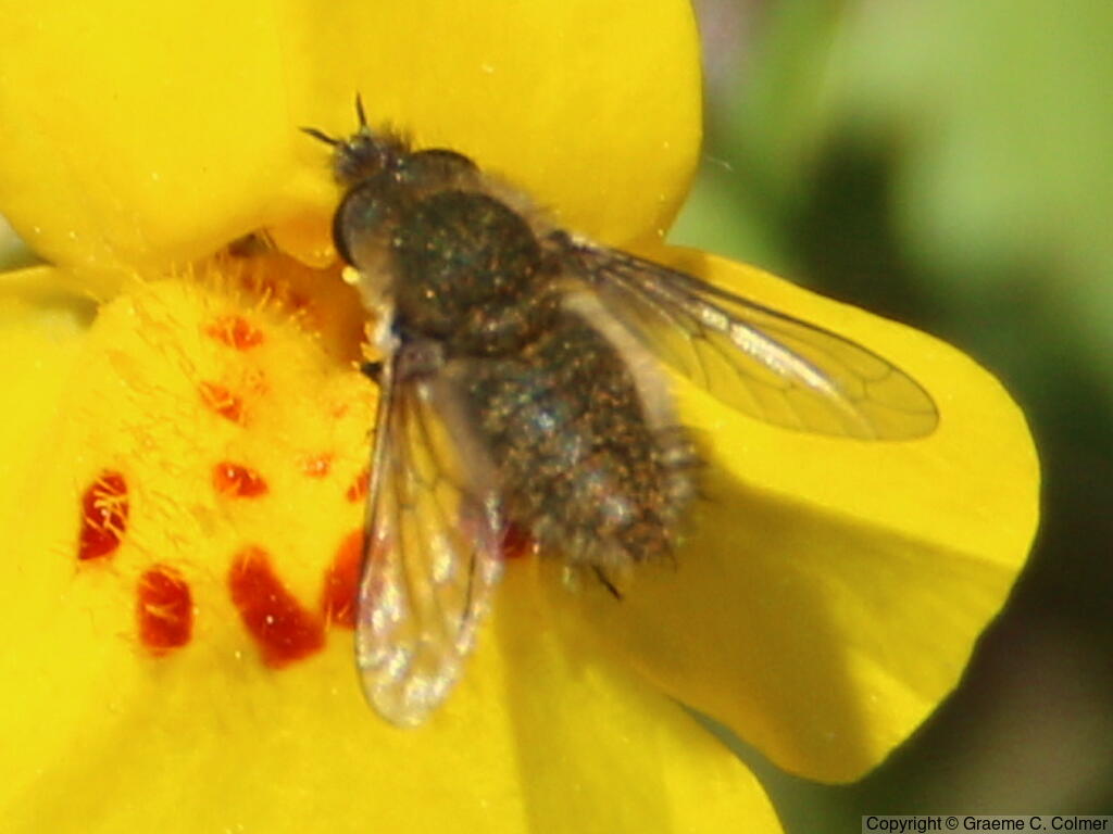 Conophorus fallax - Adult