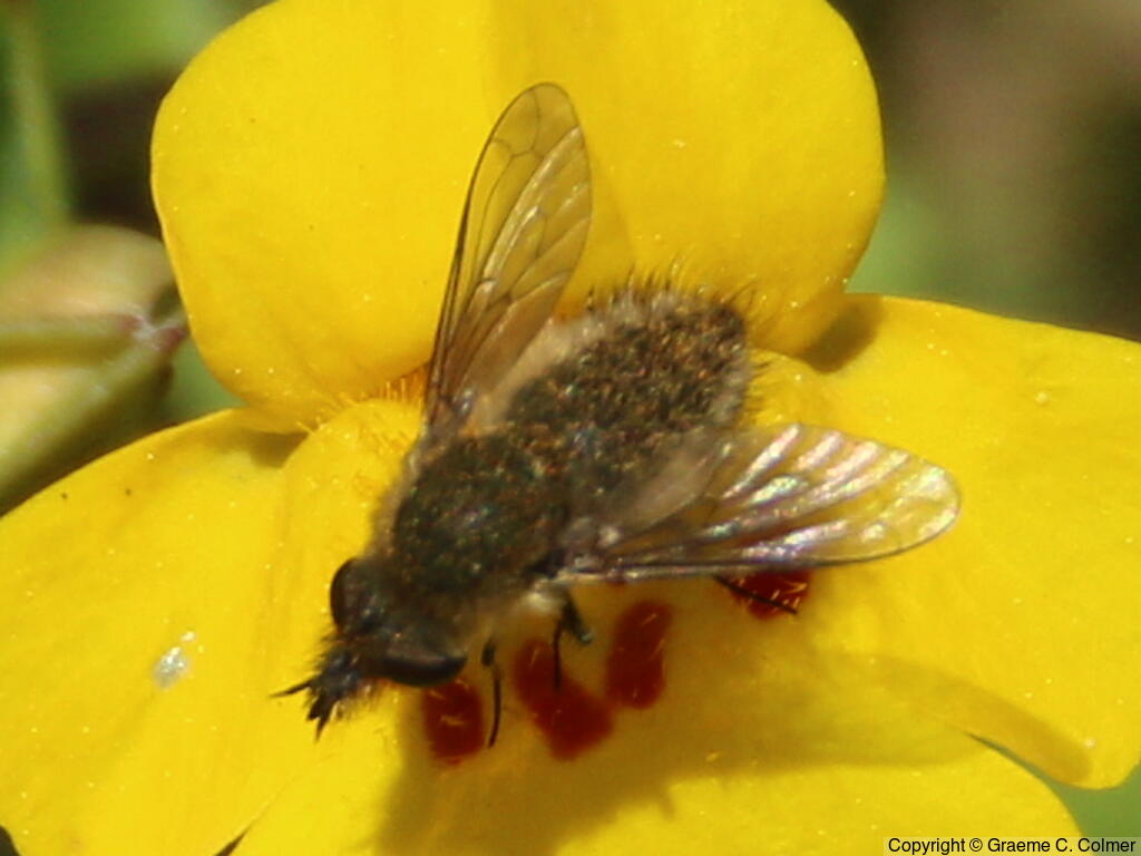 Conophorus fallax - Adult