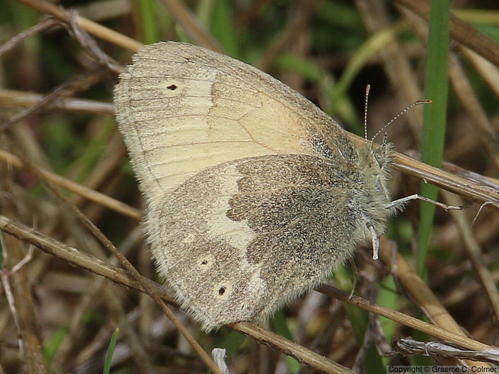 Common Ringlet (Coenonympha tullia) - Adult