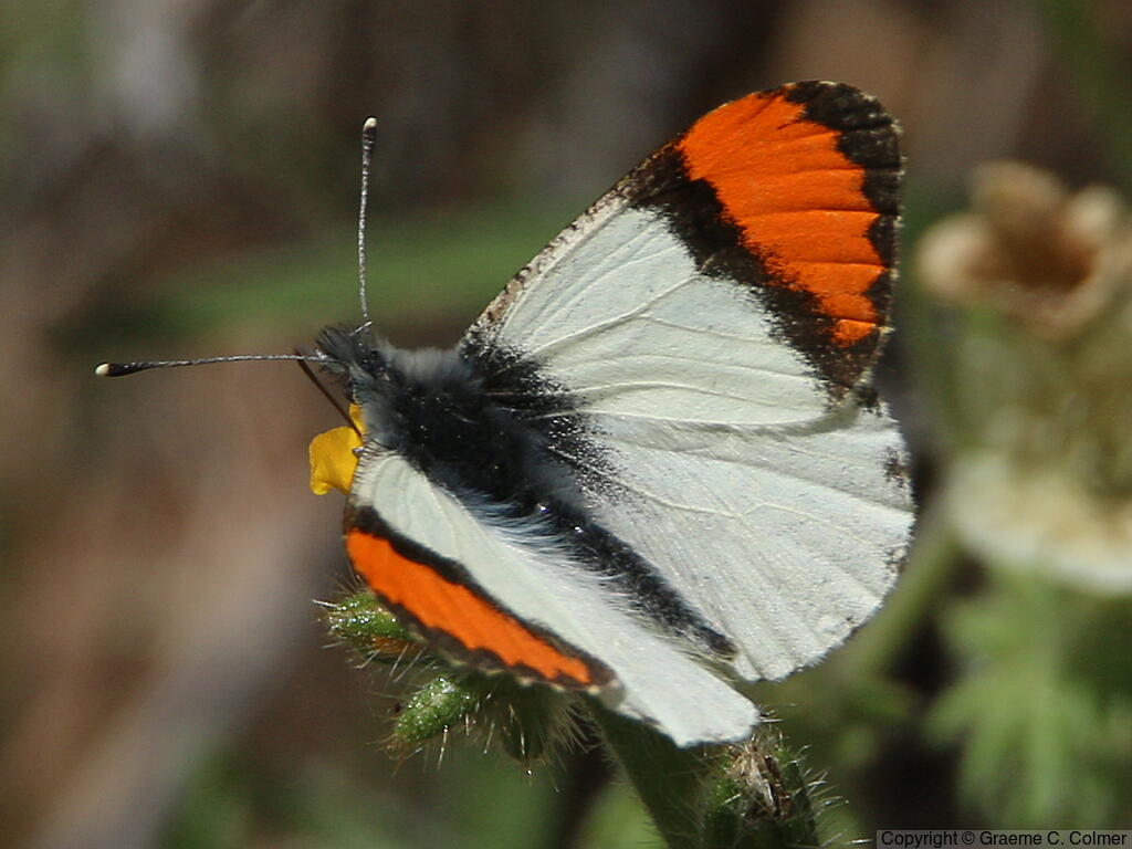 Sara Orangetip (Anthocharis sara) - Adult male