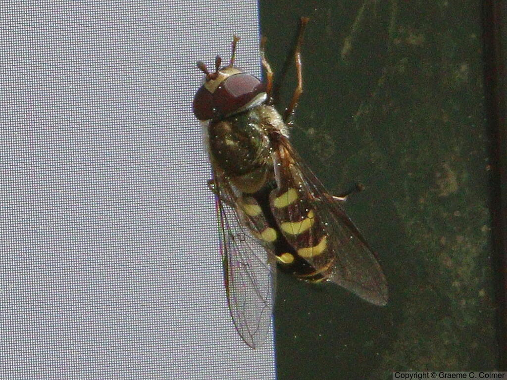 Eupeodes volucris - Adult