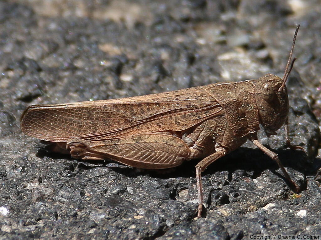 Arphia conspersa - Adult