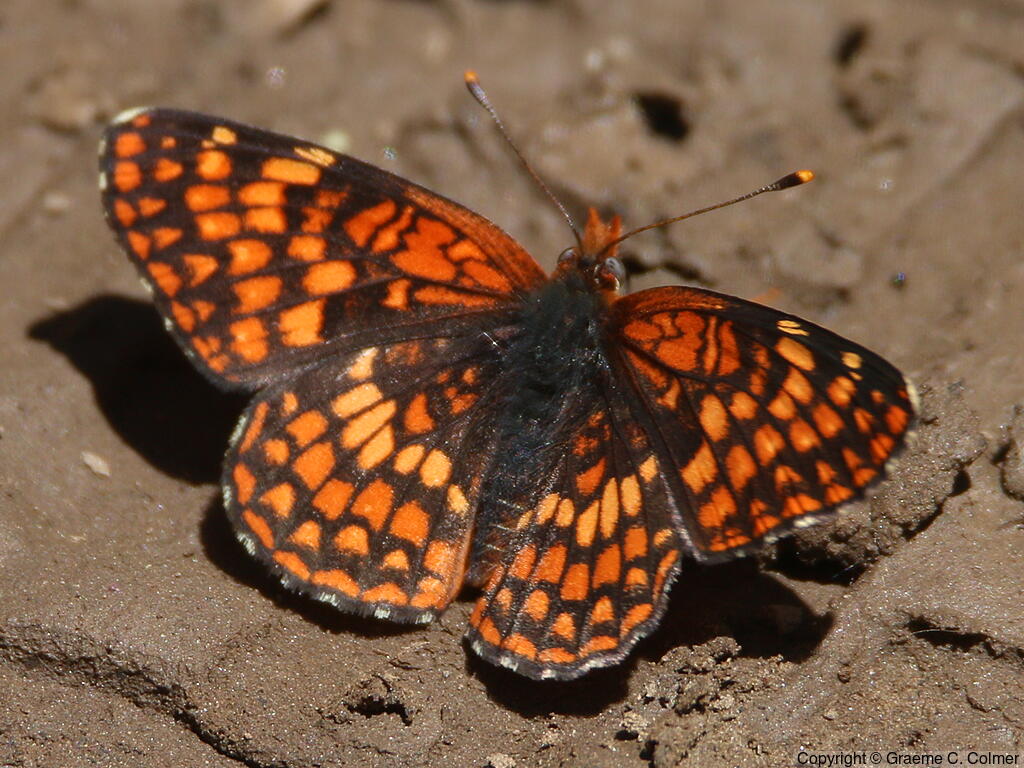 Northern Checkerspot (Chlosyne palla) - Adult