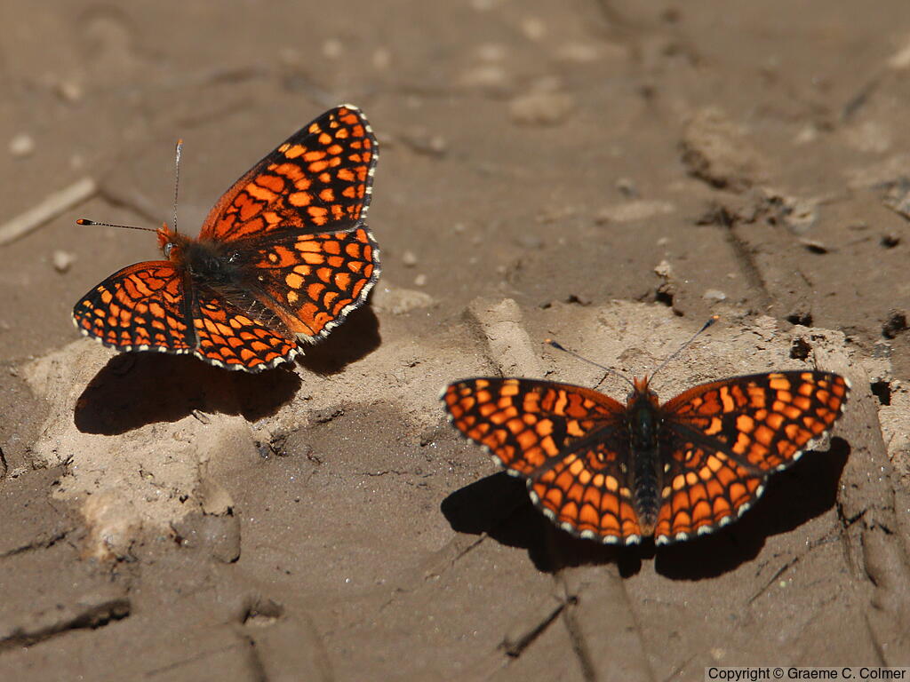 Northern Checkerspot (Chlosyne palla) - Adult