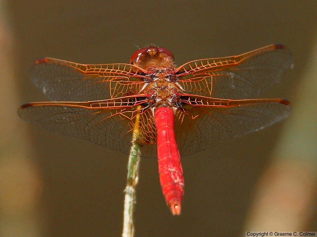 Cardinal Meadowhawk (Sympetrum illotum) - Adult