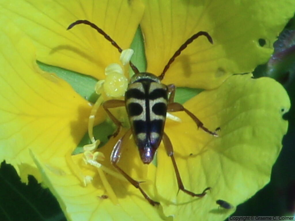 Strophiona tigrina - Adult