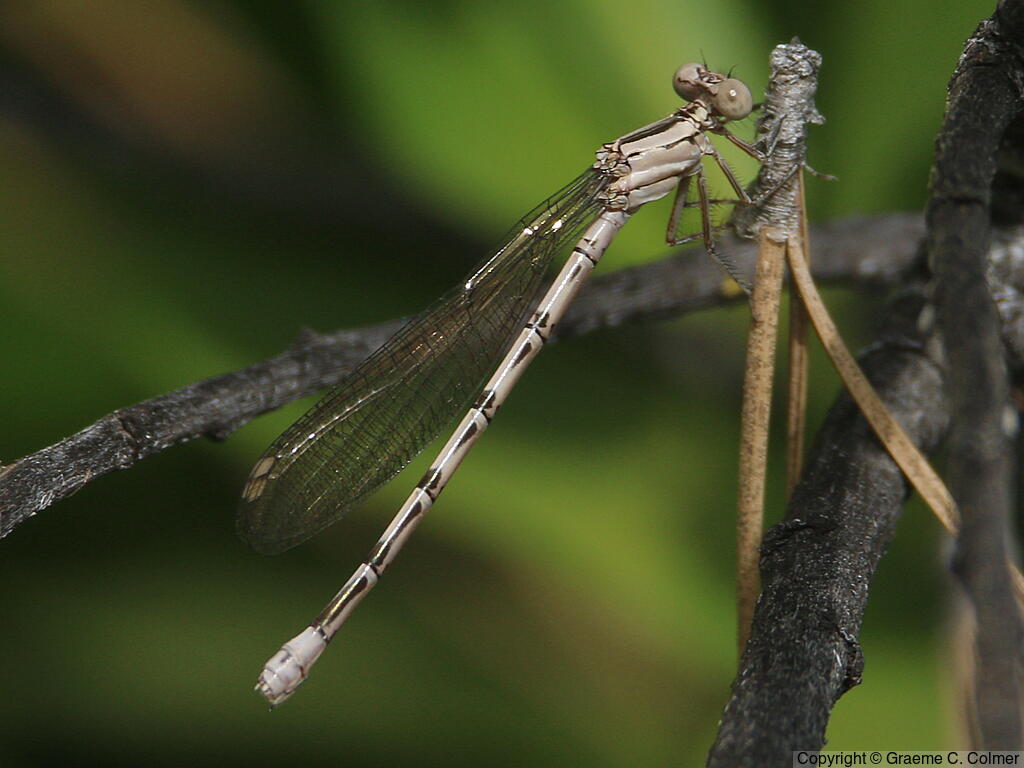 Vivid Dancer (Argia vivida) - Adult