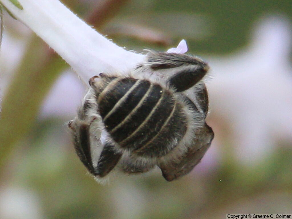 Anthophora urbana - Adult