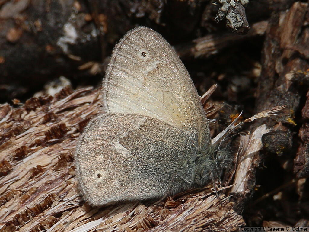 Common Ringlet (Coenonympha tullia) - Adult