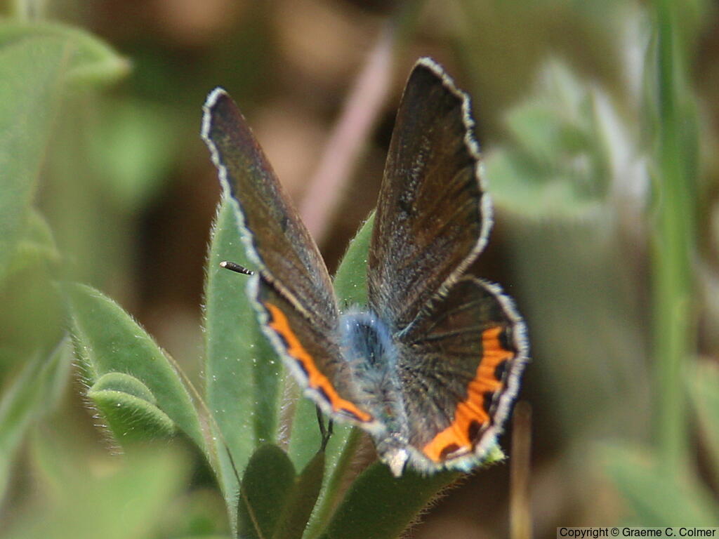 Acmon Blue (Icaricia acmon) - Adult