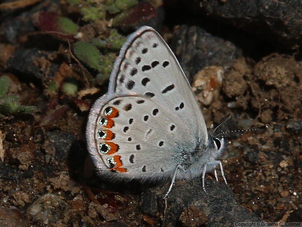 Acmon Blue (Icaricia acmon) - Adult