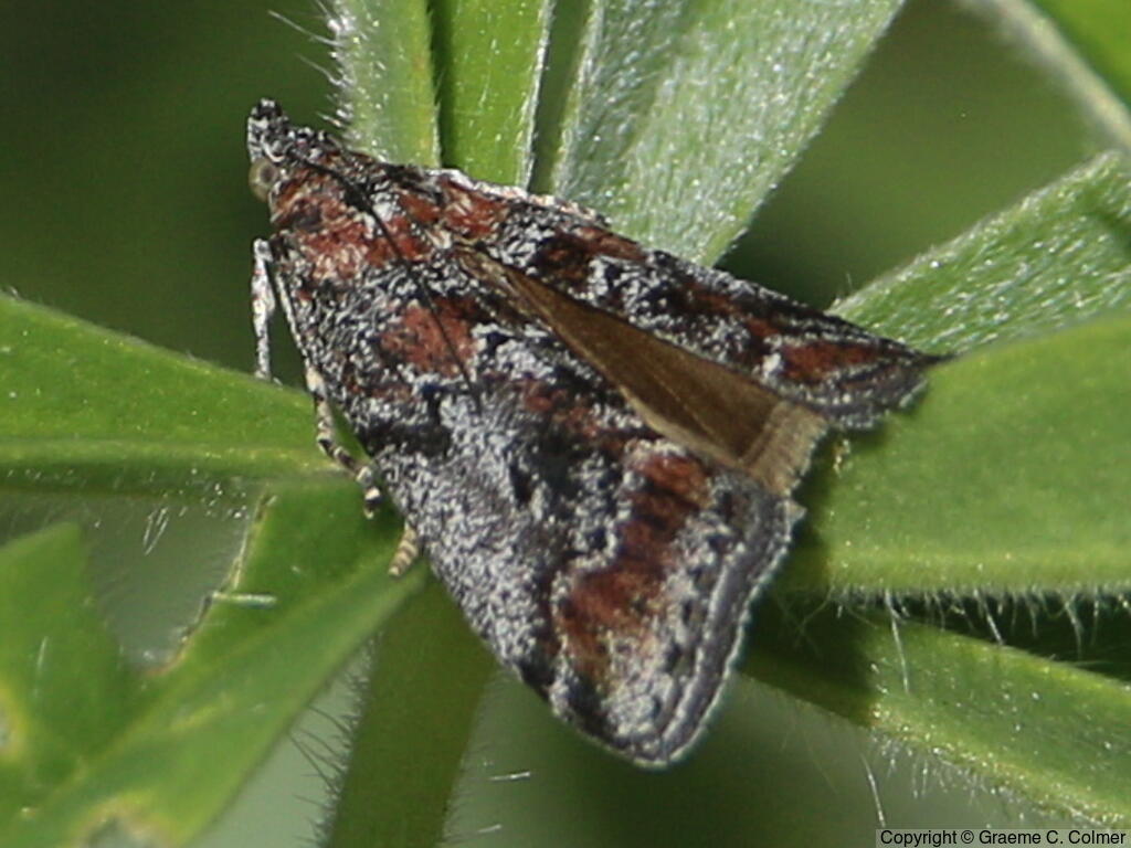 Tricolored Acrobasis Moth (Acrobasis tricolorella) - Adult