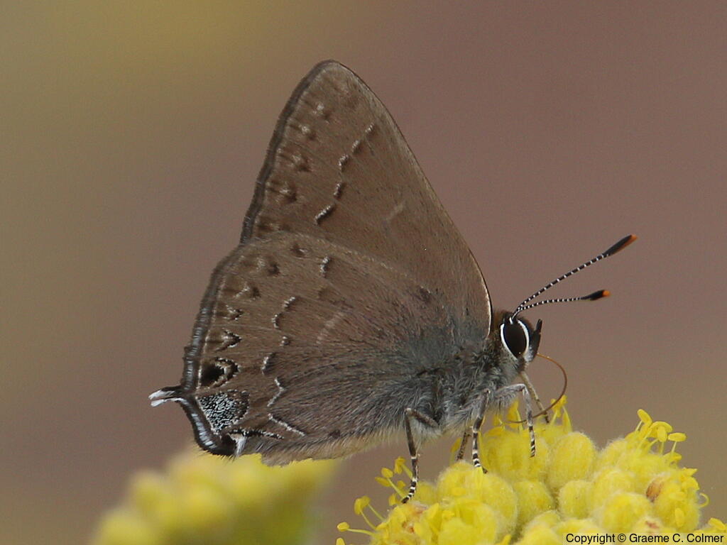 Hedgerow Hairstreak (Satyrium saepium) - Adult