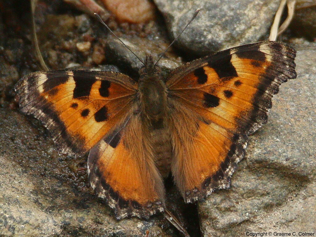 California Tortoiseshell (Nymphalis californica) - Adult