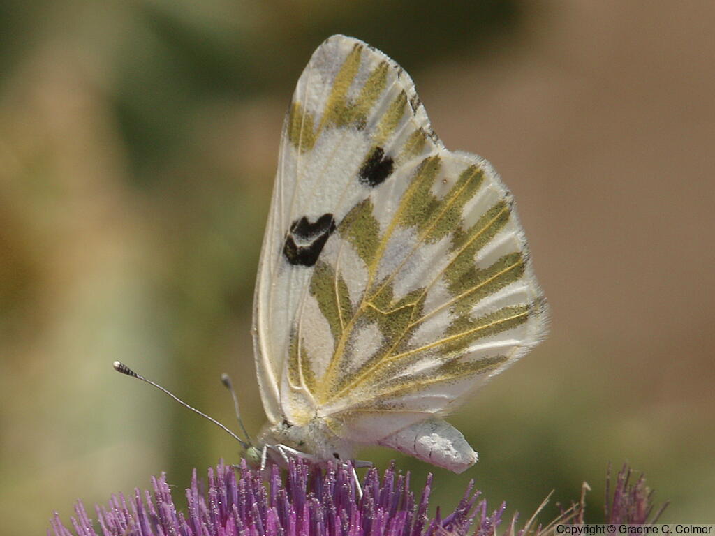 Becker's White (Pontia beckerii) - Adult